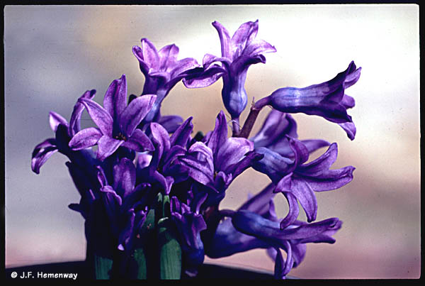 100Macro-Hyacinth-Buds-Provia400F