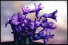 100Macro-Hyacinth-Buds-Provia400F